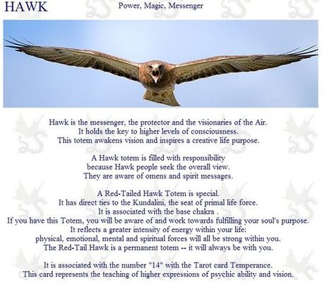 Hawk Meaning, Hawk Symbolism, Hawk Spirit Animal, Hawk Spirit, Animal Totem Spirit Guides, Spirit Animal Meaning, Animal Meanings, Spirit Animal Totem, Animal Reiki