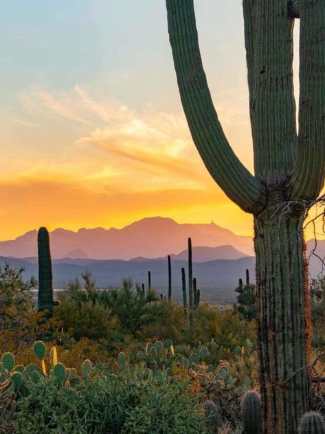 Saguaro National Park Photography, Marker Inspiration, Homecoming 2024, Outdoor Magazine, Travel Arizona, Saguaro National Park, American National Parks, Usa Roadtrip, Travel Motivation