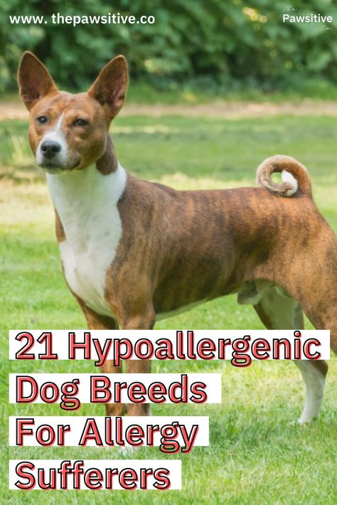 Around 20% of the world and 10% of the U.S. is allergic to dogs. Fortunately there are hypoallergenic pets! Some low or non-shedding dog breeds can work for those who suffer from dog allergies. Note: allergens can still exist even with these hypoallergenic dogs because you can't completely eliminate pet dander, saliva and urine (which have allergens). But here's a list of small, medium and large hypoallergenic dogs to inspire you to adopt some hypoallergenic puppies! // The Pawsitive Co. #dog Non Shedding Dog Breeds, Hypoallergenic Dogs Small, Low Shedding Dogs, Hypoallergenic Puppies, Non Shedding Dogs, Hypoallergenic Dog Breed, Allergic To Dogs, Protective Dogs, Hypoallergenic Dogs