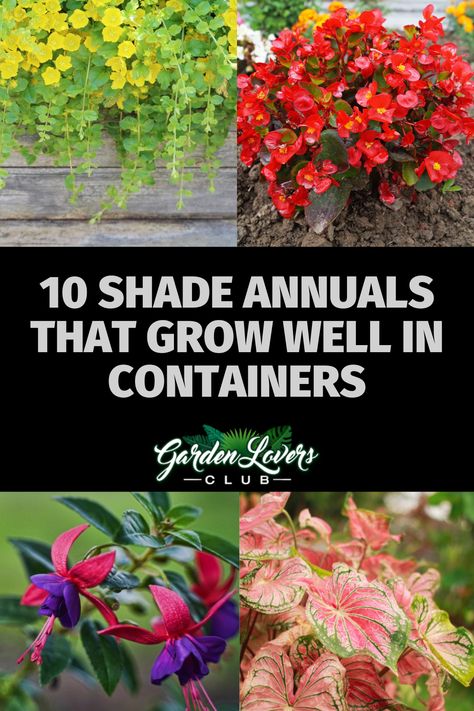 Shady Deck Plants, Large Container Planting Ideas Shade, Front Porch Flower Pots Entrance Shade, Potted Plants Outdoor Shade, Shade Spiller Plants, Best Shade Plants For Containers, Shady Porch Plants Pots, Full Shade Flowers Pots, Tiny Potted Plants