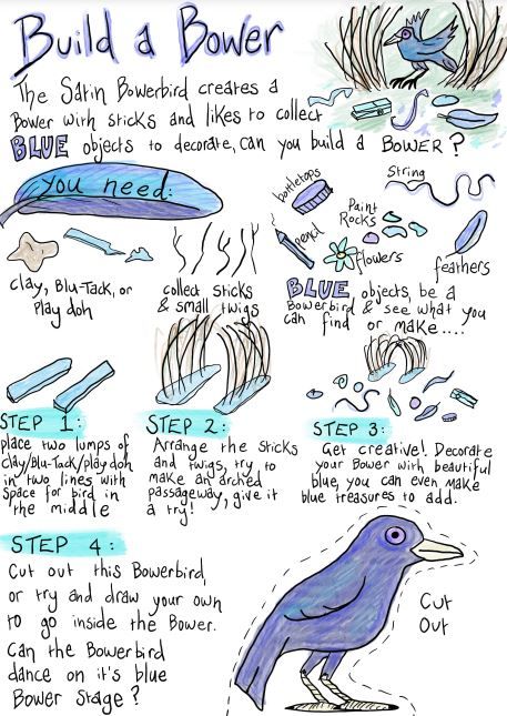 Bowerbird Blues Activities, Bird Preschool Activities, Bowerbird Blues, Bookweek 2024, Bird Study, Birds Theme, Bower Bird, Melbourne Zoo, Forest School Activities