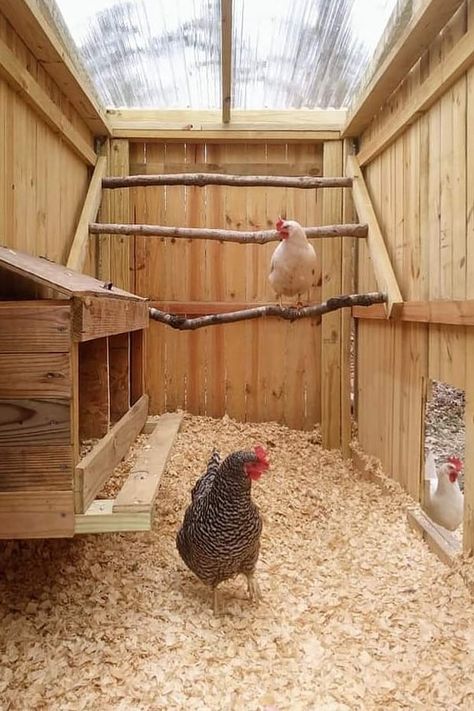 Inside Chicken Coop, Reban Ayam, Cute Chicken Coops, Live Chicken, Small Chicken Coops, Chicken Coop Garden, Easy Chicken Coop, Chicken Shed, Chicken Care