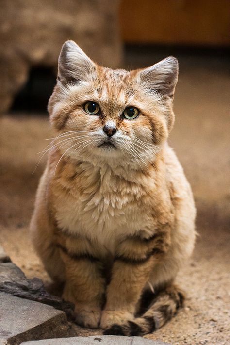 Small Wild Cats, Sand Cat, Small Cat, Siamese Cats, Beautiful Cats, 귀여운 동물, Crazy Cats, Cat Pics, Wild Cats