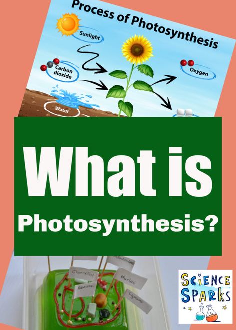 What Is Photosynthesis, Homeschooling Prek, Plants Science Activities, Photosynthesis Projects, Plants Science Experiments, Photosynthesis Activities, Plant Cell Structure, Science Experiments For Kids, Science Camp