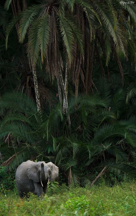 Jungle Core Aesthetic, Jungle Explorer Aesthetic, Elephant In Jungle, Africa Jungle, Jungle Elephant, Jungle Aesthetic, Jungle Photography, African Jungle, Jungle Life