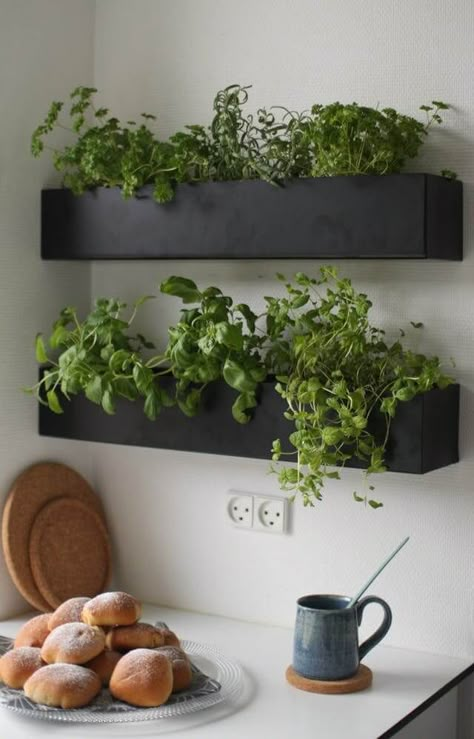 Indoor Planter Box, Hanging Herb Gardens, Funny Vine, Herb Wall, Kitchen Apartment, Jardim Diy, Herb Garden In Kitchen, Herbs Garden, Vertical Herb Garden