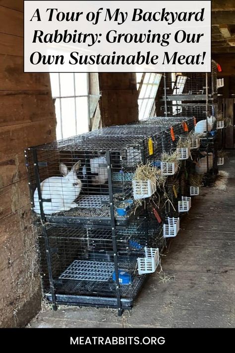 A Tour of My Backyard Rabbitry: Growing Our Own Sustainable Meat! - Meat Rabbits Rabbitry Setup Ideas Shed, Meat Rabbit Set Up, Rabbit Breeding Setup, Meat Rabbits Housing, Rabbit Barn Ideas, Rabbitry Setup Ideas, Rabbitry Ideas, Rabbit Village, Homestead Rabbits