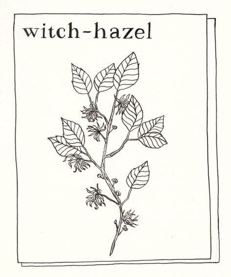 Hazel Tattoo, Hazel Plant, Pinterest Tutorials, Isle Of Dogs, Plant Tattoo, Hand Painted Walls, Plant Drawing, Snake Tattoo, Witch Aesthetic