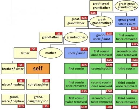 "Simple cousin explainer" by BM257D | Redbubble Family Relationship Chart, Family Tree Explained, Tree Infographic, Family Chart, Vinyl Tree Wall Decal, Dna Tree, Relationship Chart, Second Cousin, Trendy Family