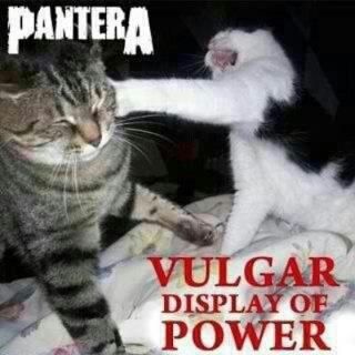 heavy metal metalhead memes | Heavy Metal -Vulgar display of a cat's power Heavy Metal Cat, Vulgar Display Of Power, Pantera Band, Metal Meme, Dimebag Darrell, Cat Power, Metal Albums, Band Memes, Heavy Metal Music