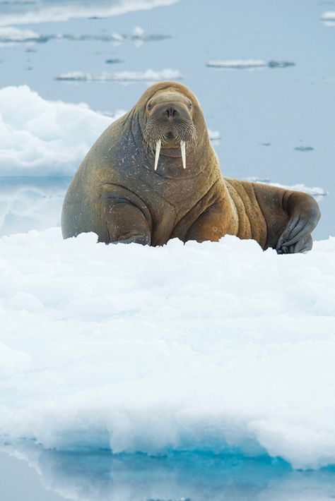 You're very likely to spot walruses on this Arctic Safari that takes you to Greenland, across the Davis Straight and to the Canadian Arctic. Besides walruses, you're also likely to see whales, seals, polar bears and tons of birds. Walrus Photography, Aquatic Mammals, Canadian Arctic, Animal Poses, Blue Planet, Siberian Tiger, Arctic Animals, Sea Lion, Polar Bears