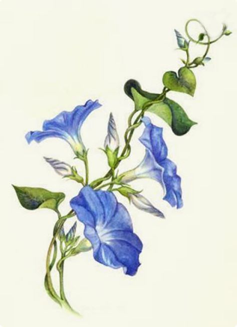 Needle painted Morning Glories - CanevasFolies Blog Lukisan Pokok, Morning Glory Tattoo, Morning Glory Vine, Vine Drawing, Botanisk Illustration, Blue Morning Glory, Morning Glory Flowers, Vine Tattoos, Garden Vines