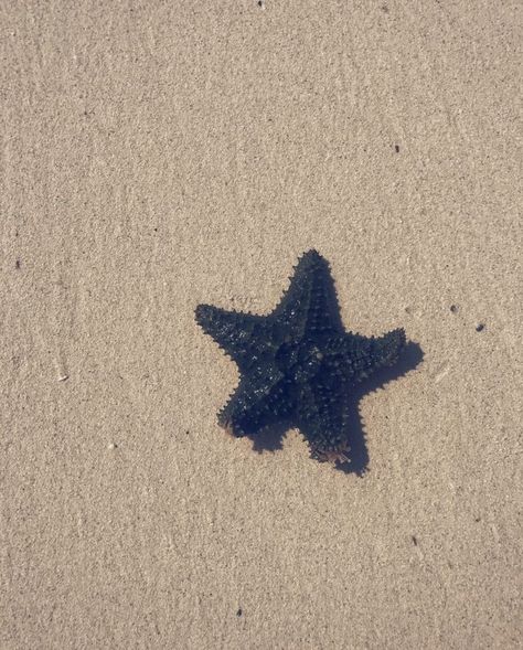 Kit Riva, Malibu Rising, Midnights Taylor Swift, Taylor Swift Taylor Swift, Midnights Taylor, Album Aesthetic, Taylor Swift Album, Starfish, Taylor Swift