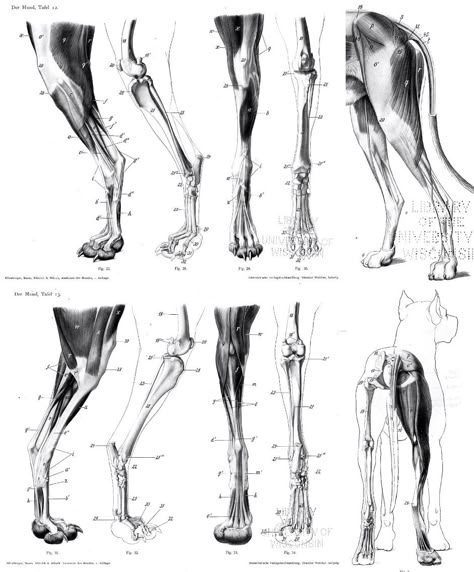 dog leg anatomy Fox Anatomy, Wolf Anatomy, Canine Anatomy, Leg Anatomy, Dog Anatomy, Dog Leg, Horse Anatomy, Anatomy Tutorial, Human Figure Drawing