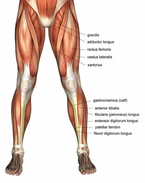 Leg Muscles Diagram, Leg Muscles Anatomy, Shoulder Anatomy, Muscle Diagram, Leg Anatomy, Lower Leg Muscles, Quad Muscles, Female Anatomy Reference, Human Body Anatomy