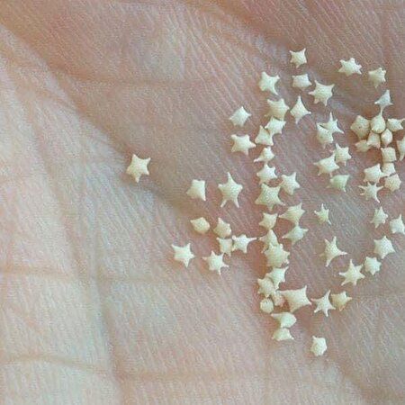 The sand in Okinawa, Japan contains thousands of tiny "stars". These "grains of sand" are actually exoskeletons of marine protozoa, which lived on the ocean floor 550 million years ago. A 1mm star! On the beaches of Okinawa in Japan, the sand is mostly made up of foraminifera, a one-celled organism that feeds on the minerals found in sea salt. You just have to take a handful of sand and look at it with a magnifying glass to realize that the grains are pretty little stars. Star Sand, Ocean Floor, On The Ocean, Grain Of Sand, Okinawa Japan, Tiny Star, Beautiful Sights, Beach Sand, Okinawa