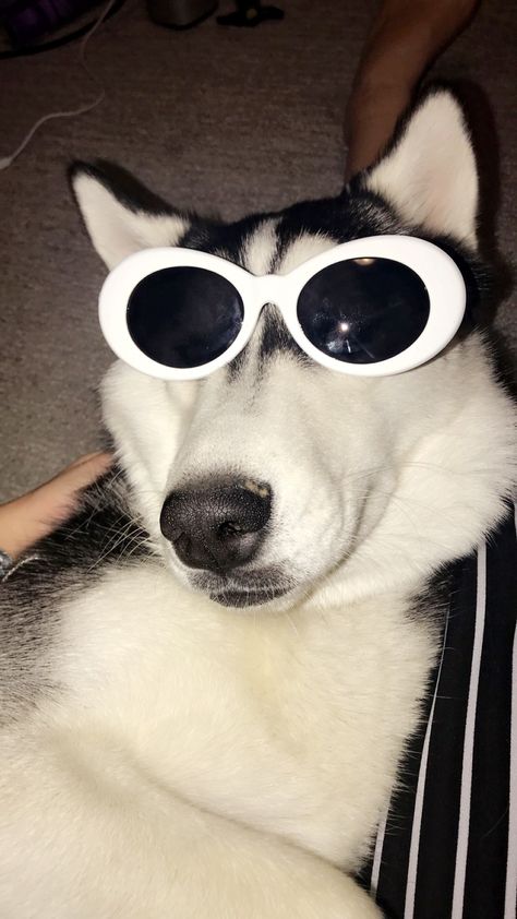 puppers with clout. #dog #cloutglasses #husky A Dog, Sunglasses