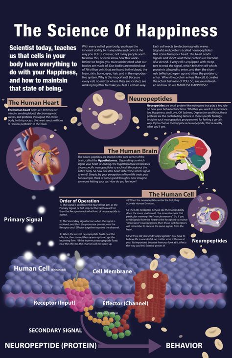 The science of happiness Ap Psych, Project Poster, Science Infographics, Inner Demon, Science Of Happiness, Brain Facts, Fotografi Kota, Brain Science, Health Tech