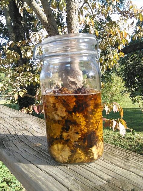 Sweet Gum Tincture - The Christian Homekeeper Sweet Gum Tincture, Sweet Gum Tree Crafts, Apothecary Ideas, Medicinal Herbs Remedies, Medicine Recipes, Tinctures Recipes, Medicine Garden, Edible Weeds, Herb Life