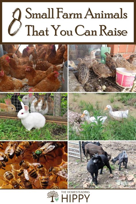 Homesteading Animals, Urban Backyard, Urban Homesteading, Sustainable Farming, Poultry Farm, Types Of Animals, Homestead Survival, Emergency Prepping, Small Farm