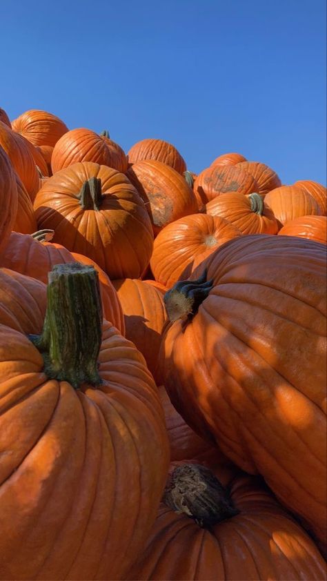 Pumpkins Wallpaper Iphone, Phone Backgrounds Orange, Halloween Pictures Background, Pumpkin Aesthetic Wallpaper, Pumpkin Patch Wallpaper, Halloween Pumpkin Aesthetic, Galaxy Aesthetics, Fall Screensavers, Pumpkin Patch Aesthetic