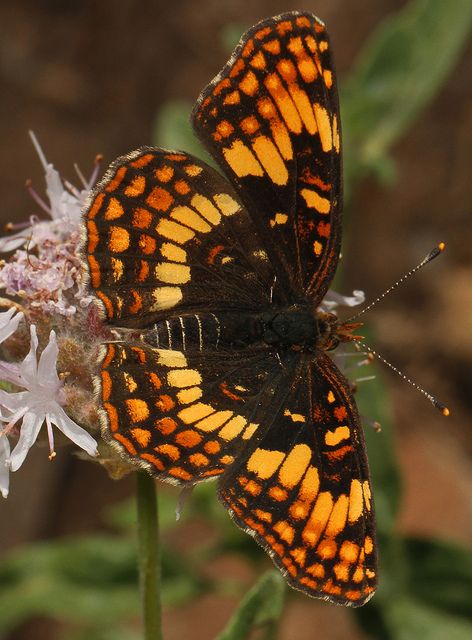 Hoffman's Checkerspot (Chlosyne hoffmanni), in California Photo Papillon, Orange Butterflies, Types Of Butterflies, Moth Caterpillar, Flying Flowers, Butterfly Photos, Beautiful Bugs, Butterfly Pictures, Butterfly Painting