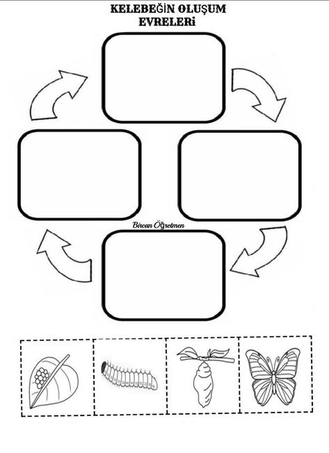 Life Cycles Kindergarten, Cycle Of A Butterfly, Life Cycle Of A Butterfly, Hungry Caterpillar Activities, Moon Activities, Life Cycle Craft, Maternelle Grande Section, Butterflies Activities, Animal Life Cycles