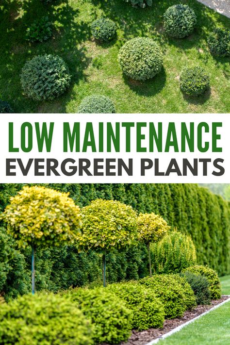 Evergreen Low Maintenance Plants keep your garden looking gorgeous all year. They don’t lose their beauty, even as seasons change. #evergreenlowmaintenanceplants #evergreen #lowmaintenanceevergreen #lowmaintenance #evergreenplants Evergreen Hedges Landscaping, Evergreen Fence Plants, Driveway Planting Ideas Uk, Modern Evergreen Landscape, Small Low Maintenance Garden, Evergreen Borders Uk, Evergreen Outdoor Plants, Evergreen Plants For Borders, Ever Green Plants Outdoor