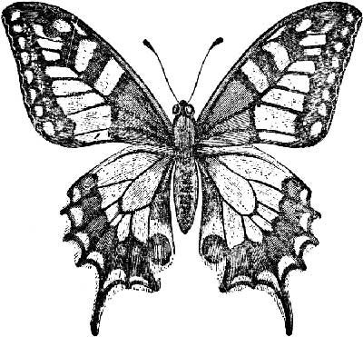 Awesome Embroidery Design Resource! – Needle’nThread.com Wings Sketch, Butterfly Black And White, Butterfly Images, Swallowtail Butterfly, Butterfly Clip Art, Butterfly Drawing, White Tattoo, Animal Clipart, Vintage Butterfly