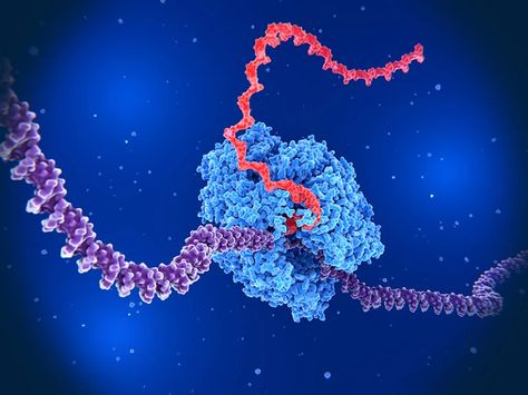 Rna Polymerase, Dna Polymerase, Human Lungs, Industry Analysis, Research Assistant, James Webb Space Telescope, Gene Expression, Immune Response, Human Behavior