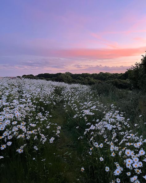 sunset 
flowers
field
flower field
plants
nature
green
daisies
pink sky
sky
orange sky
clouds Sky Nature Aesthetic, Aesthetic Field, Flowers In A Field, Mountain Aesthetic, Flowers Field, Sky Pink, Spotify Covers, Night Flowers, Field Of Flowers