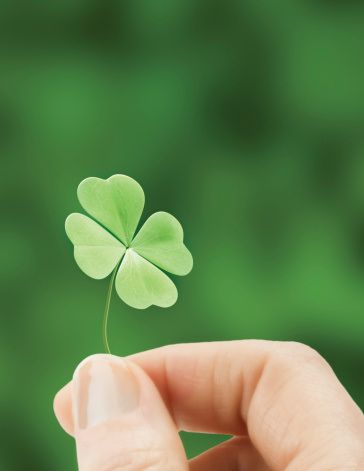 Four Leaf, Leaf Clover, Four Leaf Clover, Good Luck, Green