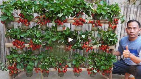 How To Grow Strawberries In A Vertical Garden For Maximum Yield | How To Grow Strawberries In A Vertical Garden For Maximum Yield | By DIY Balcony GardenFacebook Trotters Recipe, Diy Balcony Garden, How To Grow Strawberries, Grow Strawberries, Diy Balcony, Growing Strawberries, Trotter, Balcony Garden, Vertical Garden