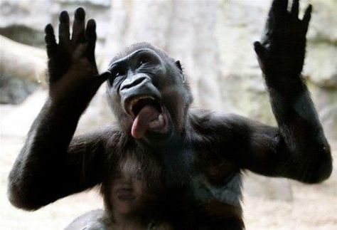 I like licking glass, licking glass is my favorite. Funny Monkey Pictures, Funny Animal Faces, Western Lowland Gorilla, Gorilla Gorilla, Monkey Pictures, Monkey Face, Monkeys Funny, Animal Stories, Animal Faces