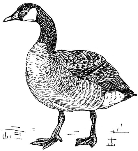 Geese Illustration, Goose Drawing, Goose Tattoo, Wild Geese, Canadian Goose, Bird Coloring Pages, Engraving Illustration, Flat Vector, Bird Drawings