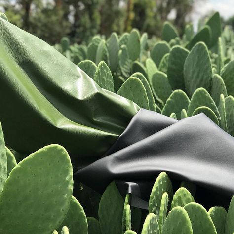 Pineapple Leaves, Cactus Leaves, Leather Industry, Sustainable Leather, Food Industry, Sustainable Materials, Recycled Plastic, Natural Materials, Agriculture