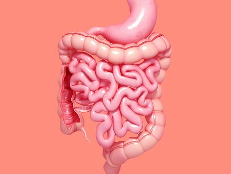 IBS vs. IBD: Signs, Symptoms, and Causes of Each | SELF Digestive System Anatomy, Small Intestine Bacterial Overgrowth, Gastrointestinal Disorders, Brain Connections, Gut Brain, Feeling Fatigued, Nose Shapes, Irritable Bowel, Leaky Gut