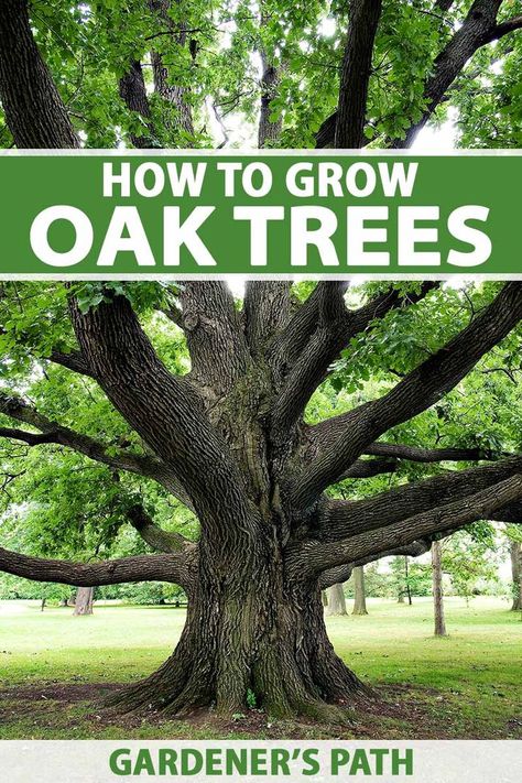 You’ve got your shovel, you’ve got your acorns... now what? Oak trees are self-sufficient once established, but they can use some help getting there. Learn how to plant and care for Quercus until your tree is big and strong enough to do the job on its own now on Gardener's Path. #oaktrees #shadetrees #gardenerspath Oak Tree Growth, Oak Tree Landscaping Backyards, Live Oak Trees Landscaping, How To Plant Trees, Oak Trees Landscaping, Survival Knowledge, Entrance Landscaping, Hearth Witch, Tree Tat