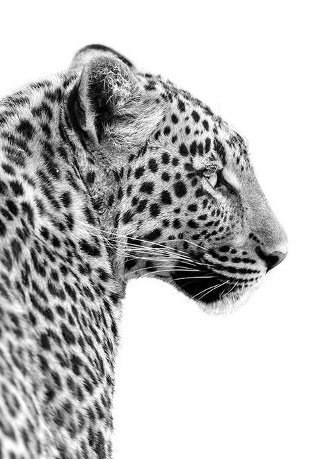 Cheetah Print Poster, Cool Girl Poster Prints, Black And White Aesthetic Posters, Black And White Prints For Wall, Panther Black And White, Poster Prints Black And White, Leopard Black And White, Monochrome Gallery Wall, Leopard Photo