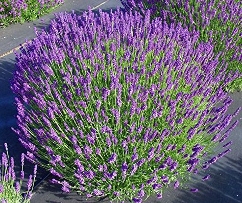 Herbs To Plant in Fall Lavender Plant Lavender Hidcote, Dark Purple Flowers, Growing Lavender, Garden Shrubs, Evergreen Plants, Lavender Plant, Perennial Garden, Flowers Garden, Flowers Perennials