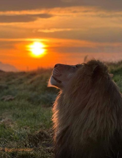 Lion King Of The Jungle, African Animals Photography, Wild Animals Photography, Lion Photography, Lion Love, Wild Animals Pictures, Lion Pictures, African Lion, King Of The Jungle