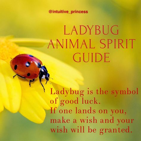 Intuitive Princess on Instagram: “Oh how I love you ladybug! My nickname to you is Lady Luck! 🐞  If ladybug lands on you, make a wish and your wish will be granted.  Ladybug…” Ladybug Meaning, Sunshine Trees, Spiritual Animals, Animal Meanings, Angel Spirit, My Nickname, Spirit Animal Totem, Animal Spirit Guide, Spiritual Animal