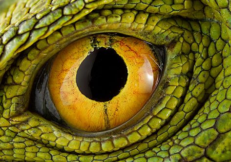 Reptile eye Animal Eyes Close Up, Reptile Eyes, Basilisk Lizard, Crocodile Eyes, Reptile Eye, Lizard Eye, Lizard Dragon, Frog Eye, Eye Parts