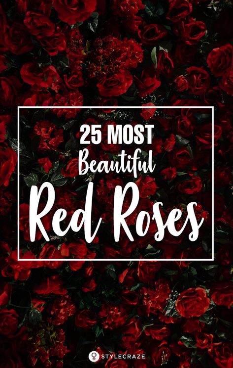 Top 25 Most Beautiful Red Roses Types Of Red Roses, Most Beautiful Flowers In The World Roses, Beautiful Red Roses Romantic, Pics Of Roses, Flower Pictures Roses, Red Rose Pictures, Red Rose Love, June Flowers, Rose Garden Landscape