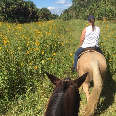 Take a trail ride through fields of flowers with Hidden Palms Ranch in Sanford, FL Trail Riding Horses, Sailing Lessons, Horse Trail, Adventure Aesthetic, Fun Places To Go, Perfect Date, Good Dates, Canoe And Kayak, Trail Riding