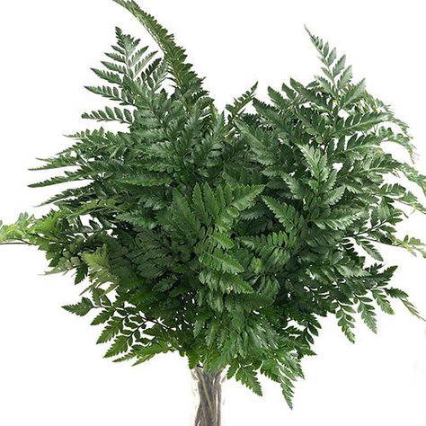 Leather Leaf is a sturdy dark green fern that works great with tropical arrangements, fall arrangements, or even in a vibrant summer wedding. Use these stems in bouquets, centerpieces, and arch decor. Vibrant Summer Wedding, Focal Flowers, Fern Bouquet, Tropical Arrangements, Floral Design Classes, Arch Decor, Flower Identification, Emerald Green Weddings, Fall Arrangements