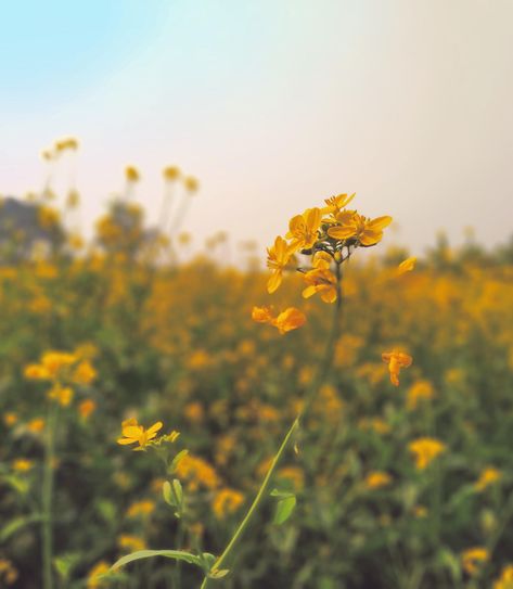 Mustard Flowers Photography, Yellow Flower Aesthetic, Dandelion Aesthetic, Mustard Field, Yellow Wild Flowers, Flower Photography Art, Mustard Plant, Baby Tattoo, Bujo Stickers