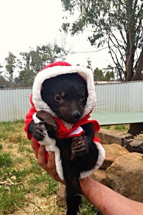 Tasmanian Santa Claws Santa Claws, Tasmanian Devil, Hit And Run, Know Your Meme, Animals Images, Pet Store, Animals Friends, Make Me Smile, Funny Animals