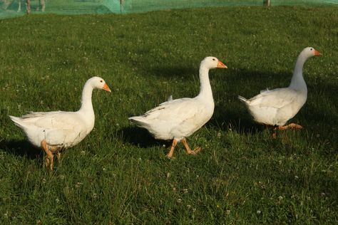 Snow Geese Photography, Geese Background, Geese Aesthetic, Goose Photography, Goose Aesthetic, Geese Photography, Medieval Farm, Puppet History, Banana Duck