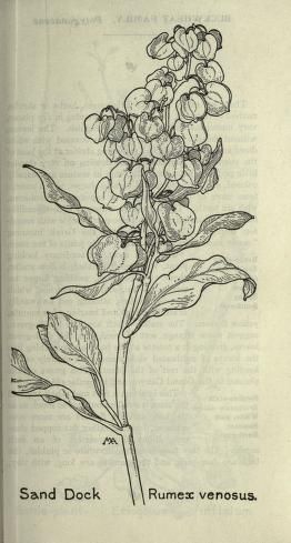 Rumex venosus (1913), by Margaret Armstrong (1867-1944), published in Field book of western wild flowers (1915), page 89. Rumex Flower, Amanda Tattoo, Margaret Armstrong, Blind Contour Drawing, Western Wild, Science Illustration, Living Art, Art Painting Gallery, Scientific Illustration